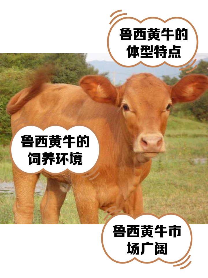 瑞安最新医保取现黄牛方法分析(最方便真实的瑞安医保取现黄牛怎么取方法)